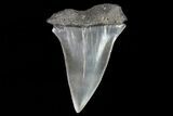 Fossil Mako Shark Tooth - Georgia #75225-1
